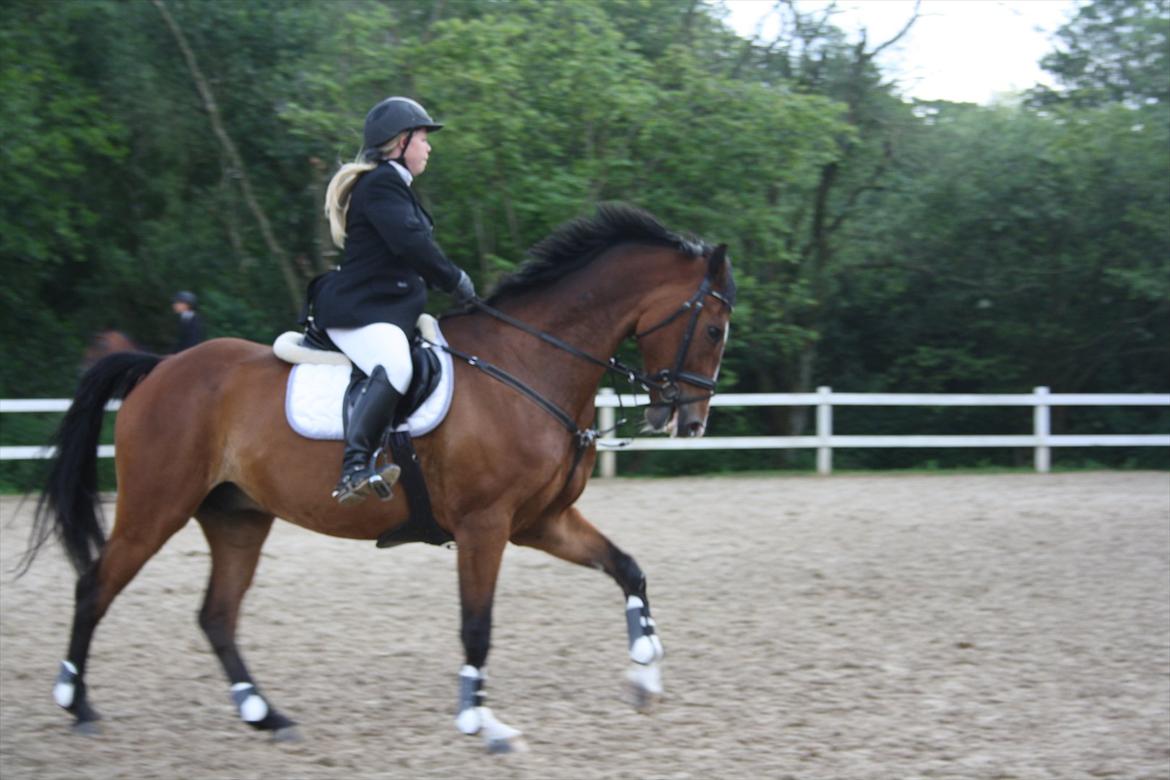 Dansk Varmblod Westergaardens Casir billede 6