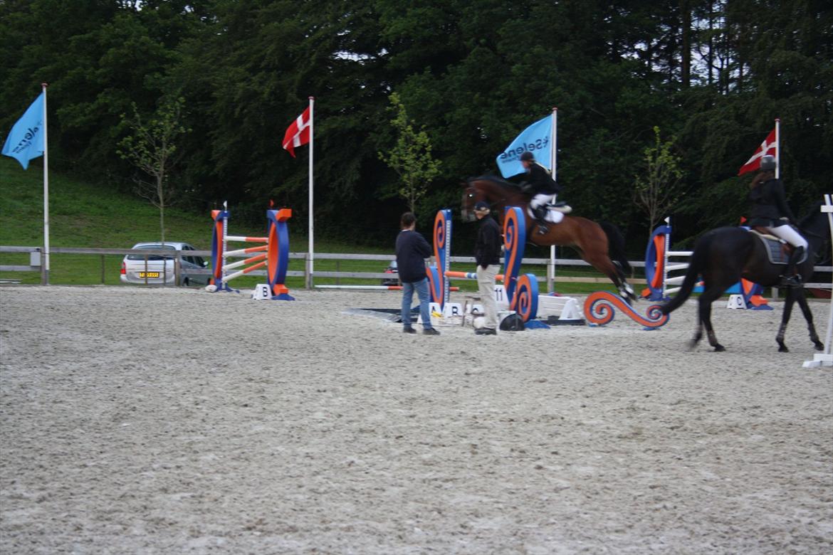 Dansk Varmblod Westergaardens Casir billede 5