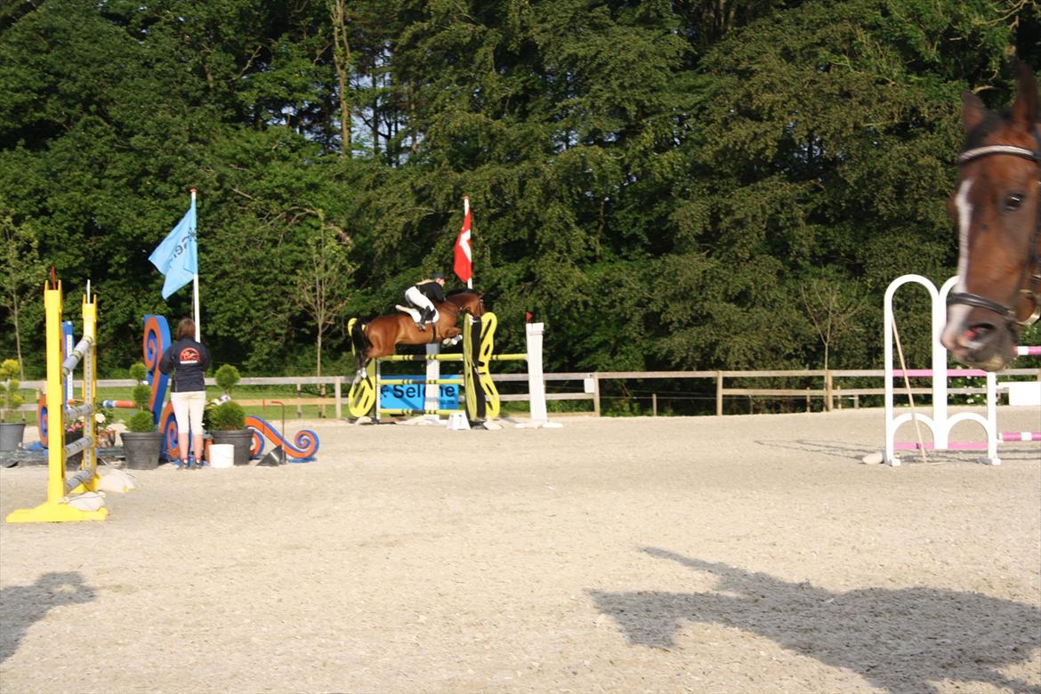 Dansk Varmblod Westergaardens Casir billede 4