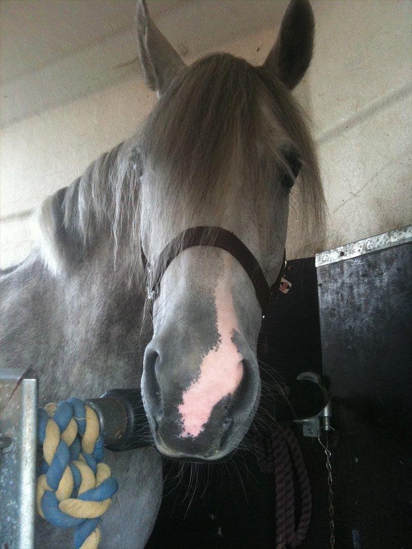 Anden særlig race Miss Perfect *solgt* - Perfy i traileren=) billede 5