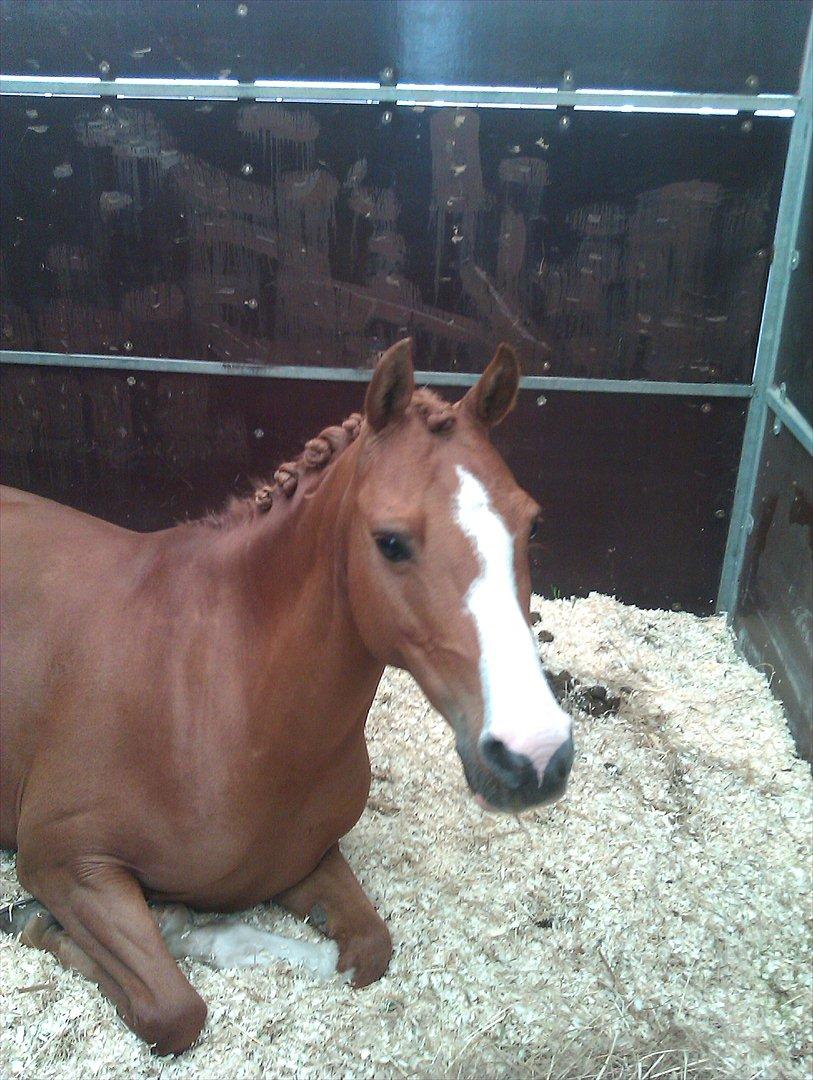 Hollandsk Sportspony Muscari billede 4