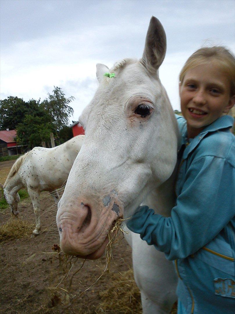 Knabstrupper spidi (søsters pony) billede 3