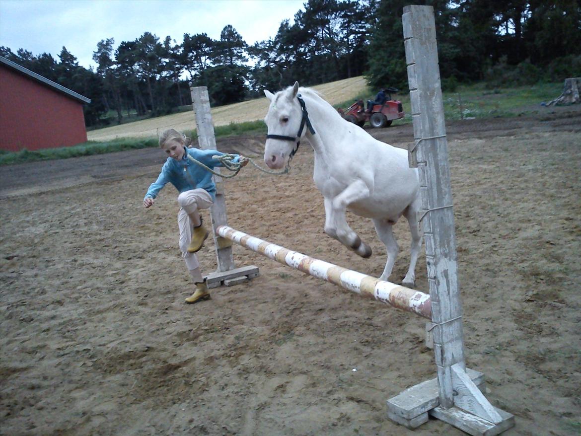 Knabstrupper spidi (søsters pony) billede 5