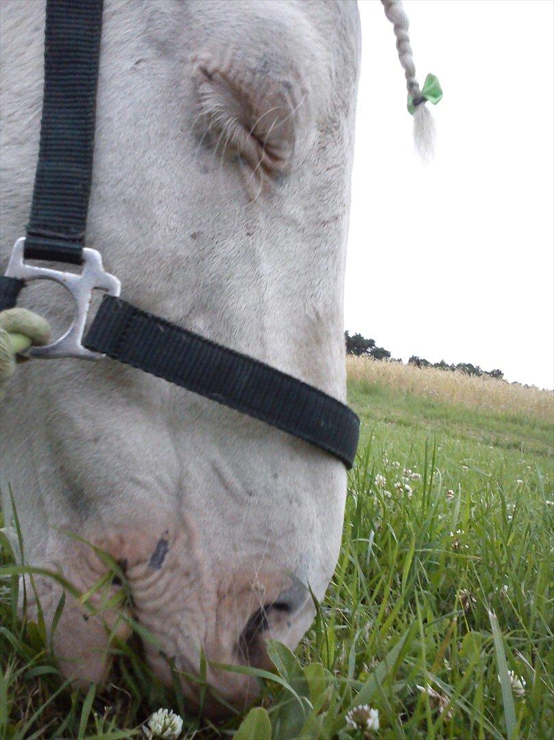 Knabstrupper spidi (søsters pony) billede 6