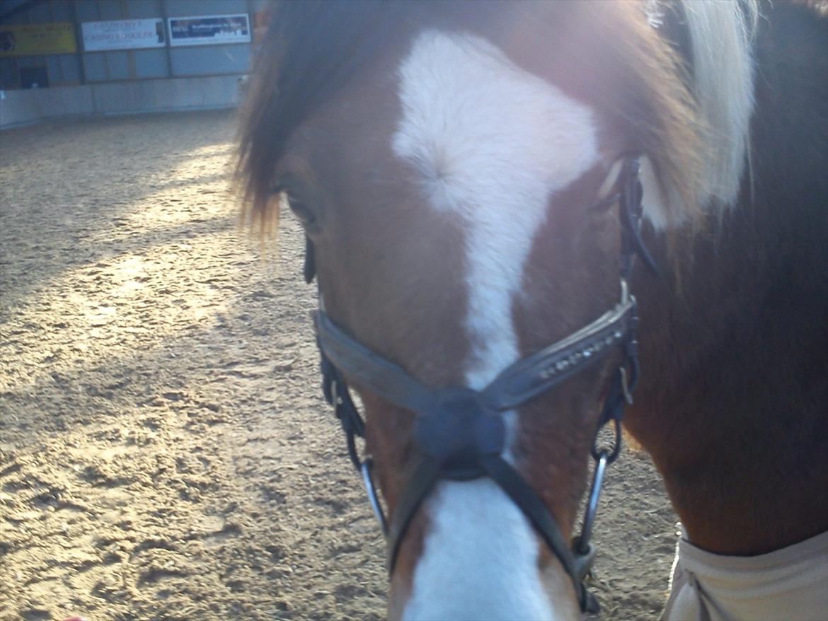 Pinto TIPPI<3  - 1. Fordi jeg elsker dig!<3 Foto: mig. billede 1