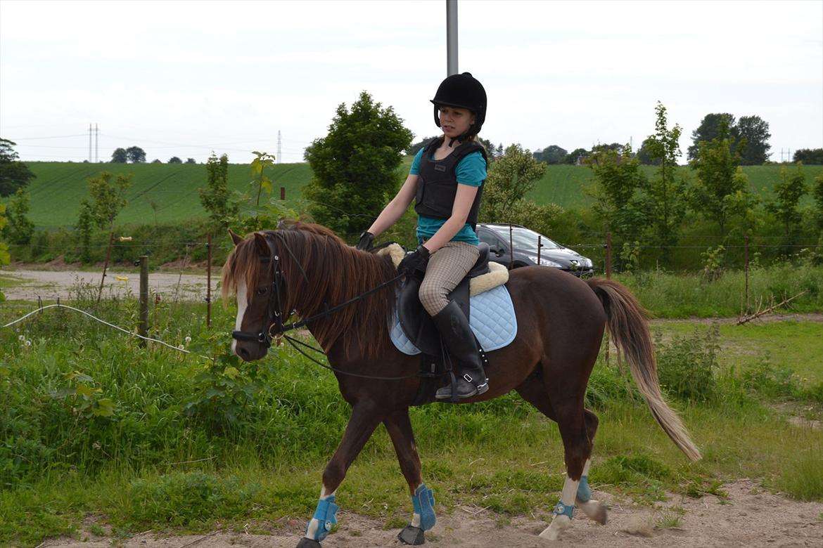 Welsh Pony (sec B) Maccoy. Bedsteven<3 billede 18