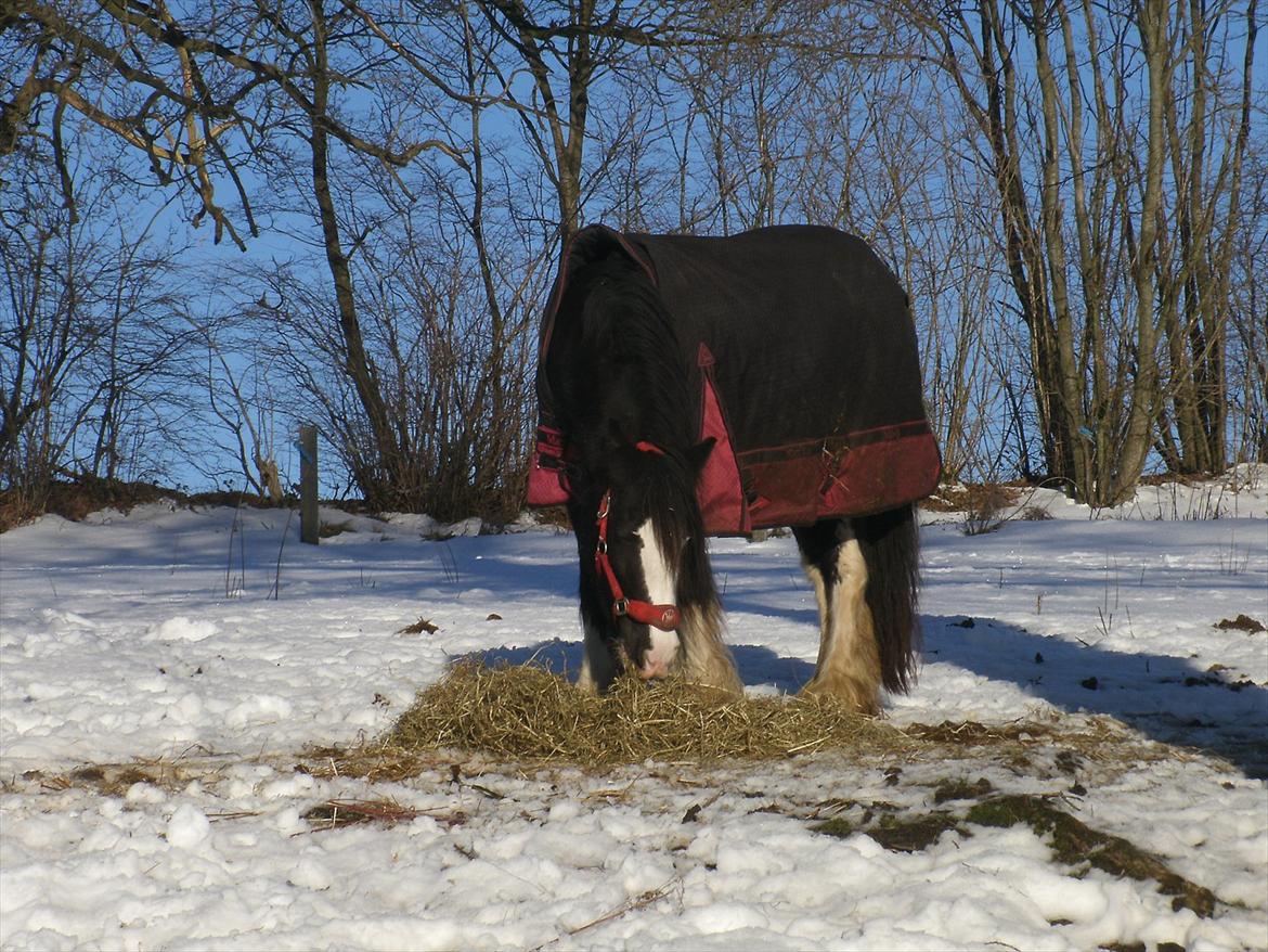 Irish Cob Igor's Ups Santana billede 3