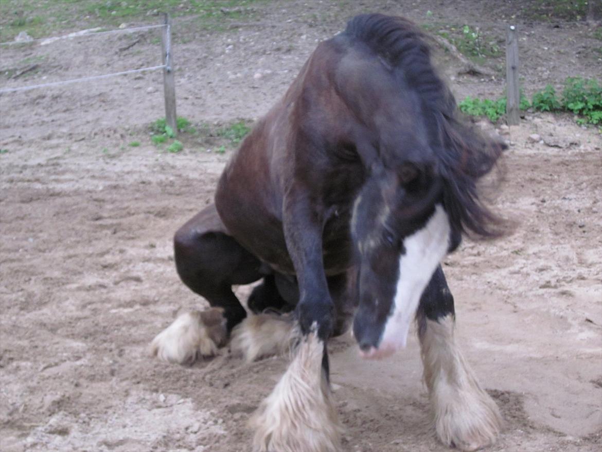 Irish Cob Igor's Ups Santana - Arhg.. Det er svært at komme op igen;b<3 billede 4