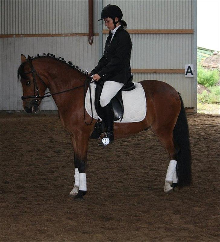Anden særlig race Ferrai - dressurstævne med lea - juli 2011 billede 1