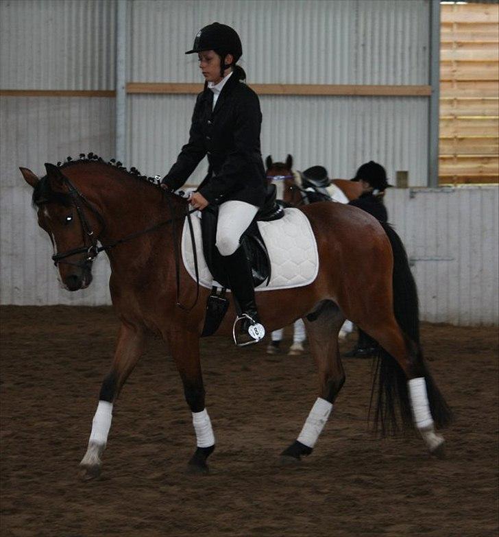 Anden særlig race Ferrai - dressurstævne med lea - juli 2011 billede 2