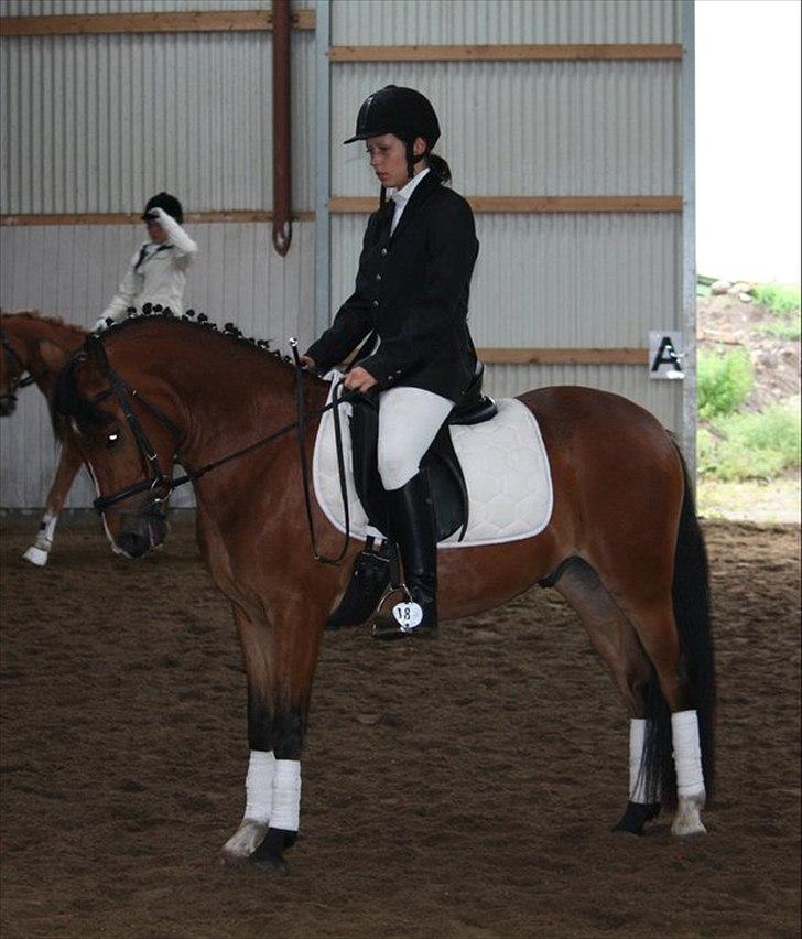 Anden særlig race Ferrai - dressurstævne med lea - juli 2011 billede 3