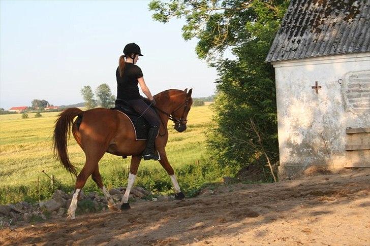 Anden særlig race Joep *SOLGT* - Dressurtræning hos Marie - sommerferie 2011. billede 1