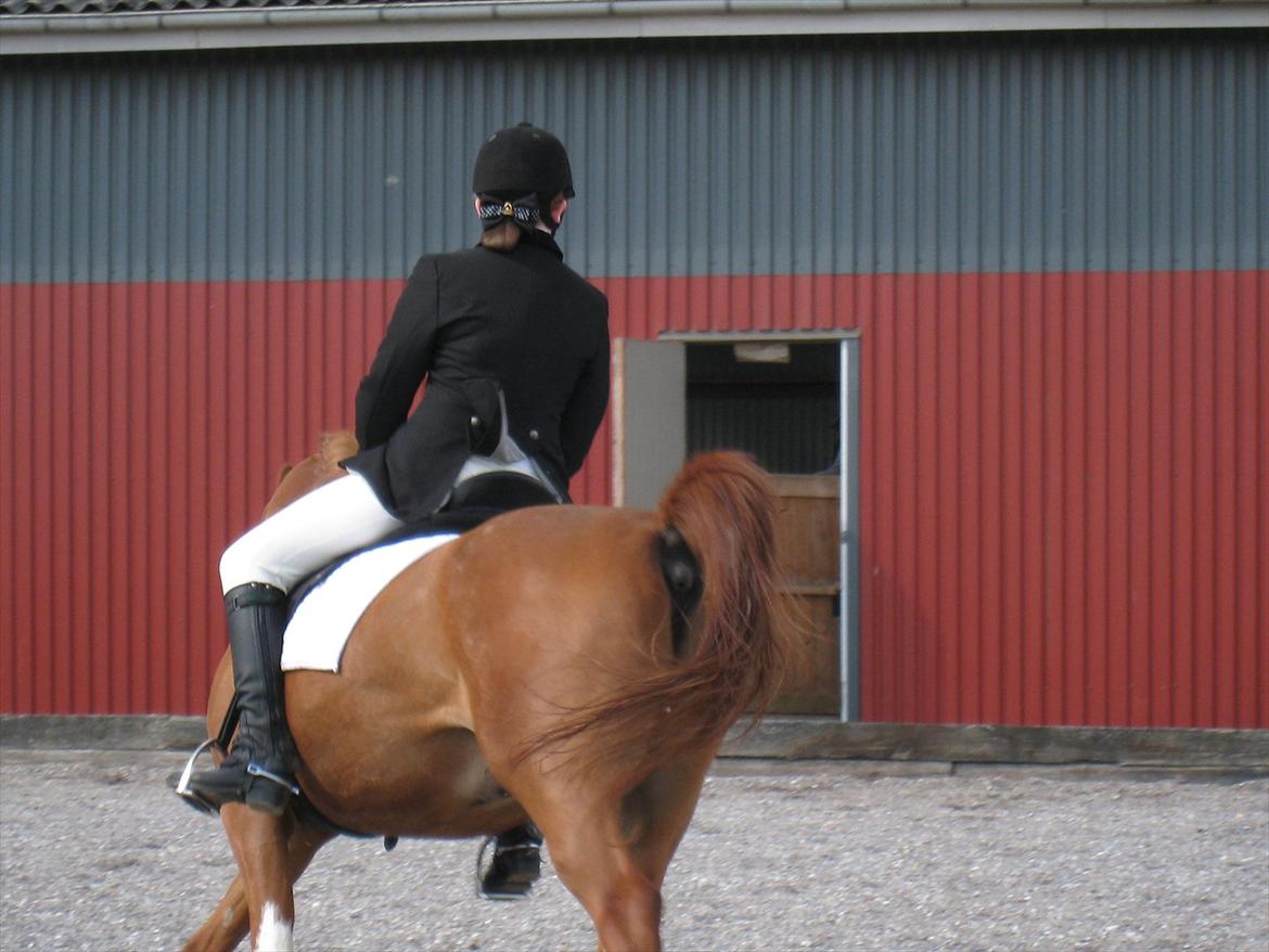 Anden særlig race Joep *SOLGT* - LB2 25/6 2011. billede 4