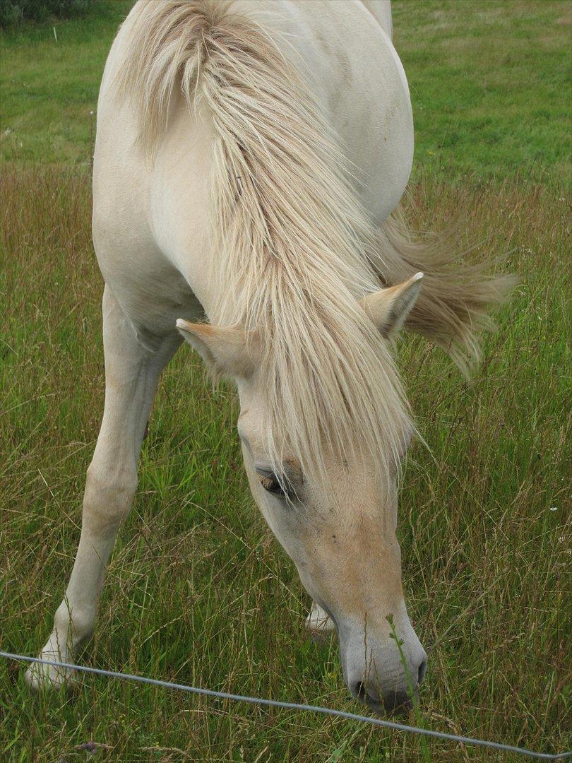 Fjordhest Lotte - D. 24/06-2011 Foto: TG billede 2