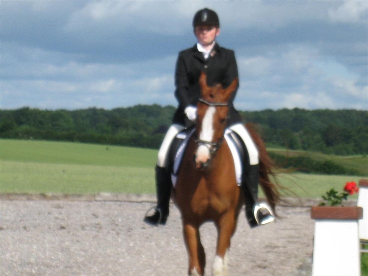 Anden særlig race Joep *SOLGT* - LC2 25/6 2011. billede 5