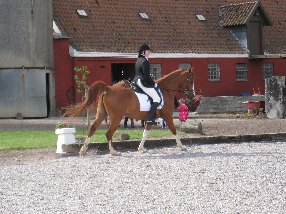 Anden særlig race Joep *SOLGT* - LB2 25/6 2011. billede 7