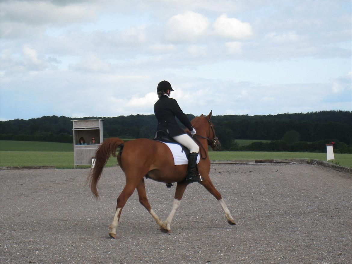 Anden særlig race Joep *SOLGT* - LC2 25/6 2011. billede 6