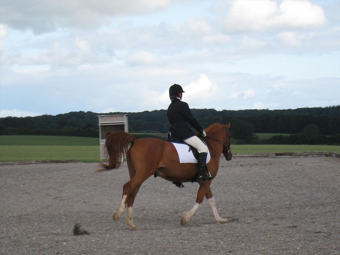 Anden særlig race Joep *SOLGT* - LC2 25/6 2011. billede 8