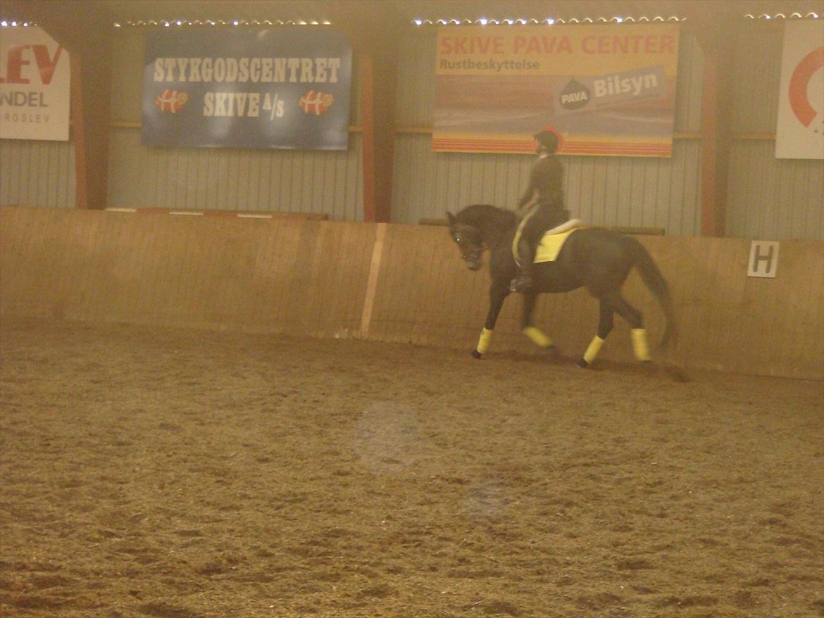 Dansk Varmblod Bugges Casino-Royal R.I.P - Casino med rytter (Redet ca 2 mdr) billede 17