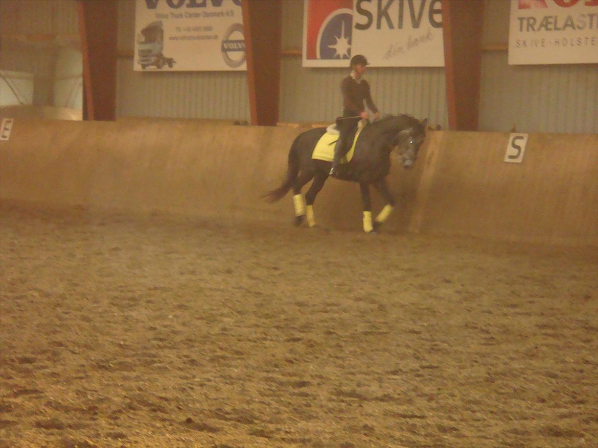 Dansk Varmblod Bugges Casino-Royal R.I.P - Casino med rytter (Redet ca 2 mdr) billede 18