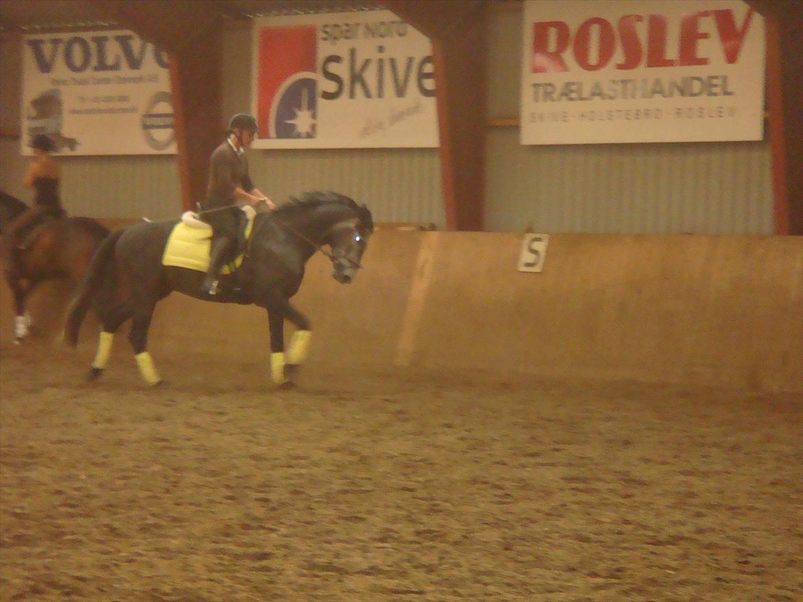 Dansk Varmblod Bugges Casino-Royal R.I.P - Casino med rytter (Redet ca 2 mdr) billede 19