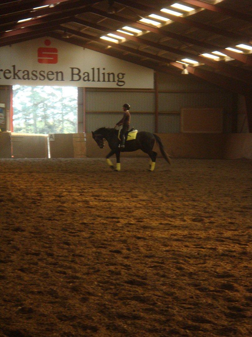 Dansk Varmblod Bugges Casino-Royal R.I.P - Casino med rytter (Redet ca 2 mdr) billede 20