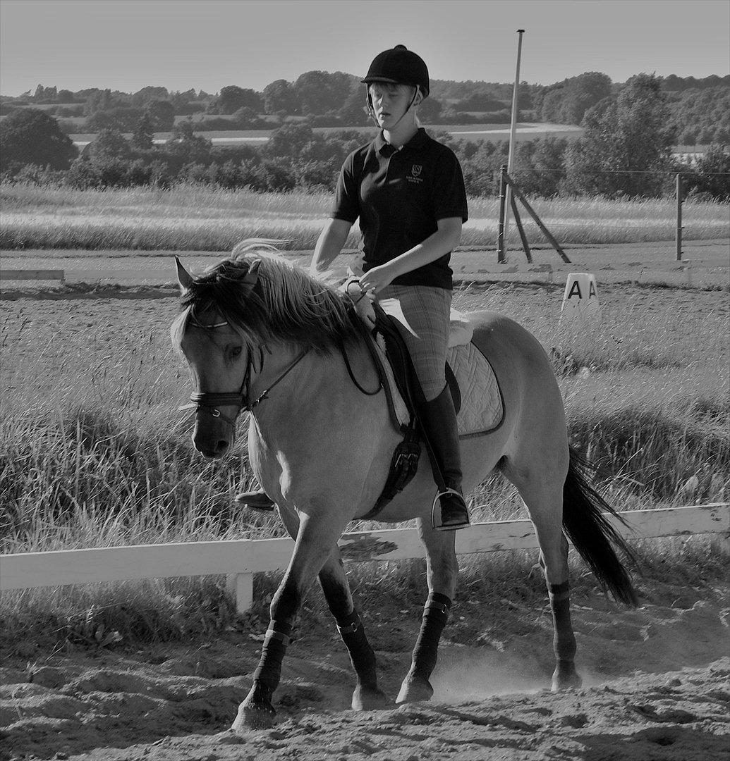 Anden særlig race Loke - Foto: Freja Nørlem billede 15