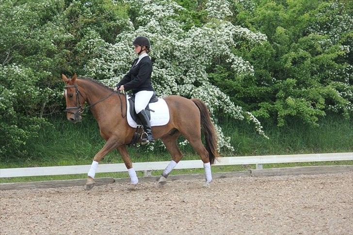 Anden særlig race Running Starlight  - LC1 i BORK billede 12