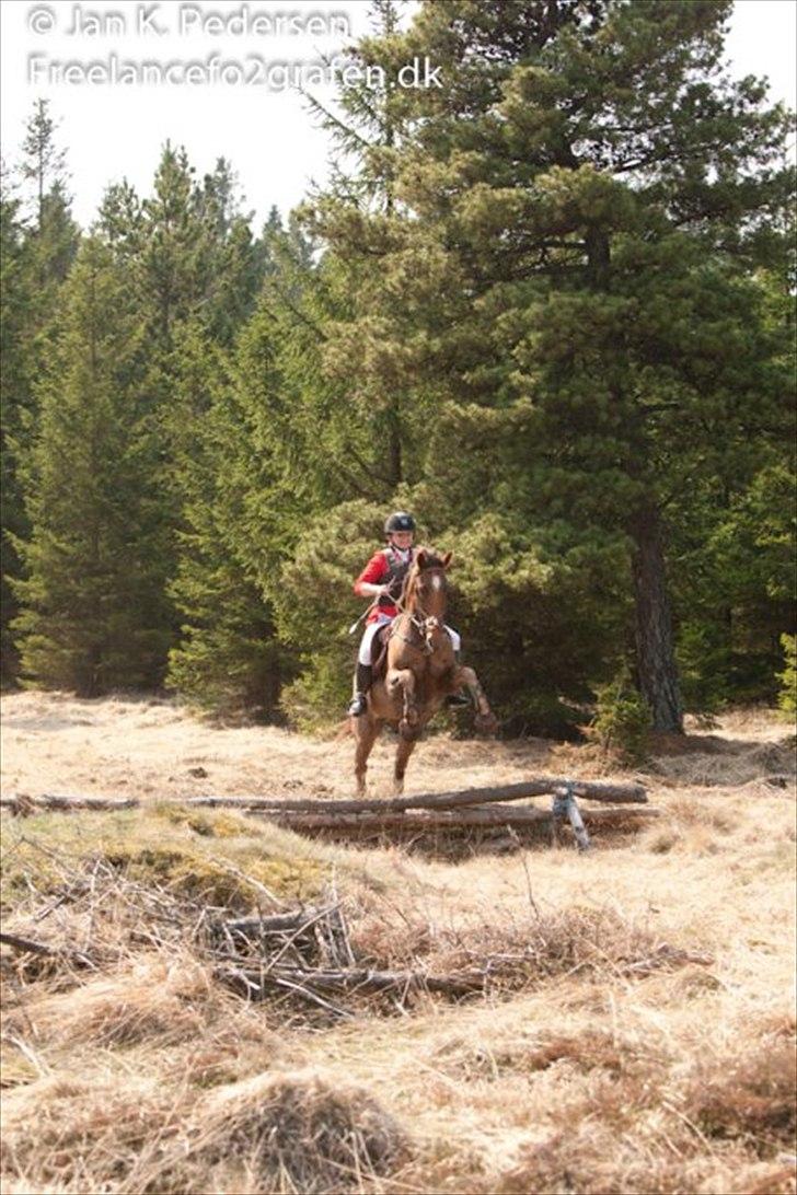 Anden særlig race Running Starlight  - over groften i Gludsted billede 14