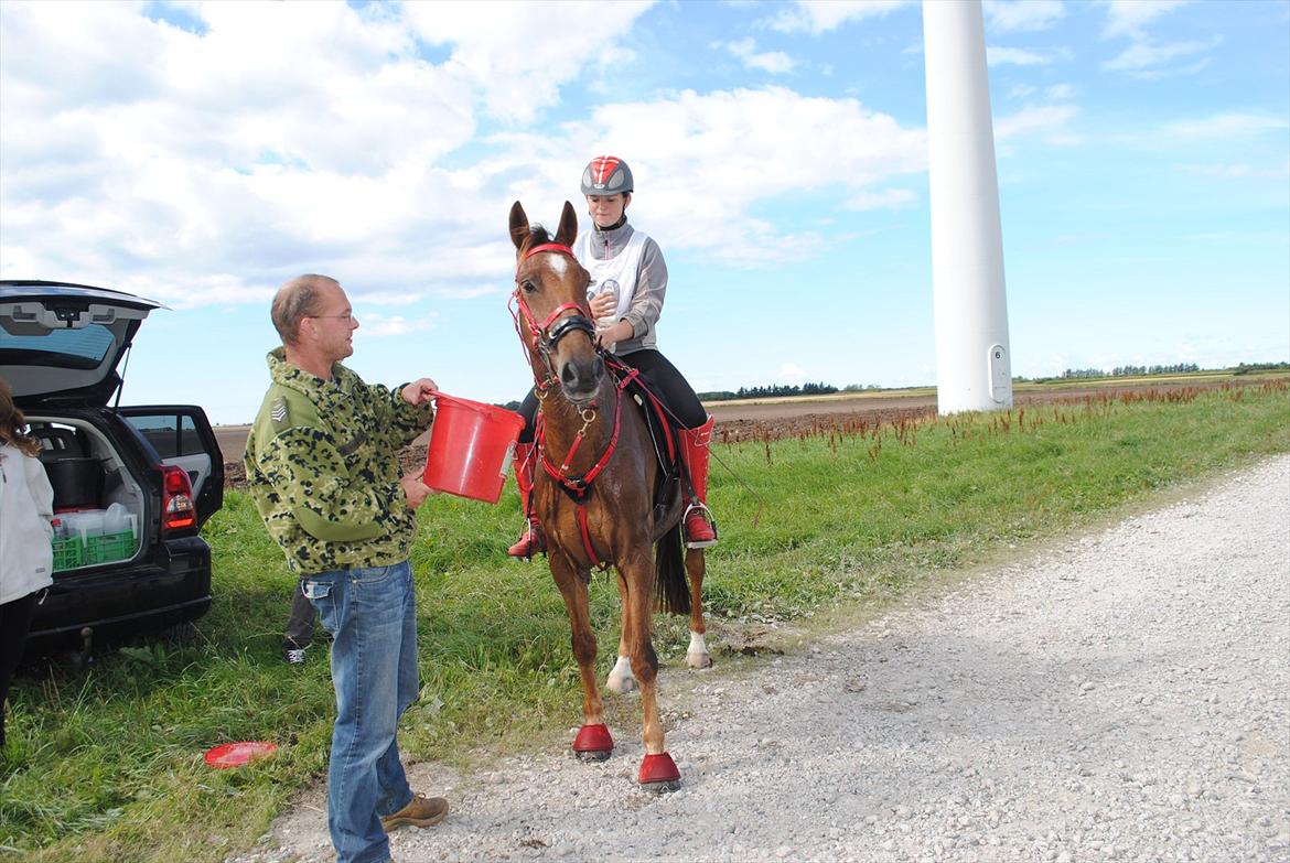 Anden særlig race Running Starlight  billede 17