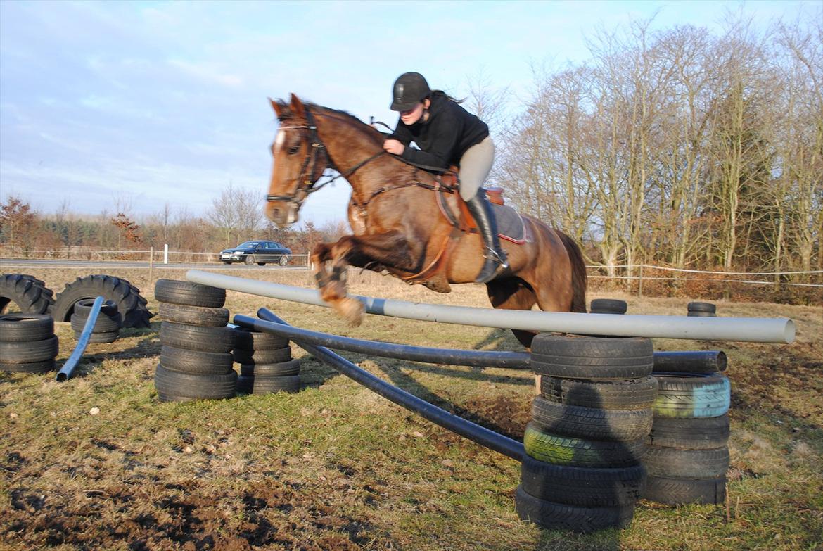 Anden særlig race Running Starlight  billede 18