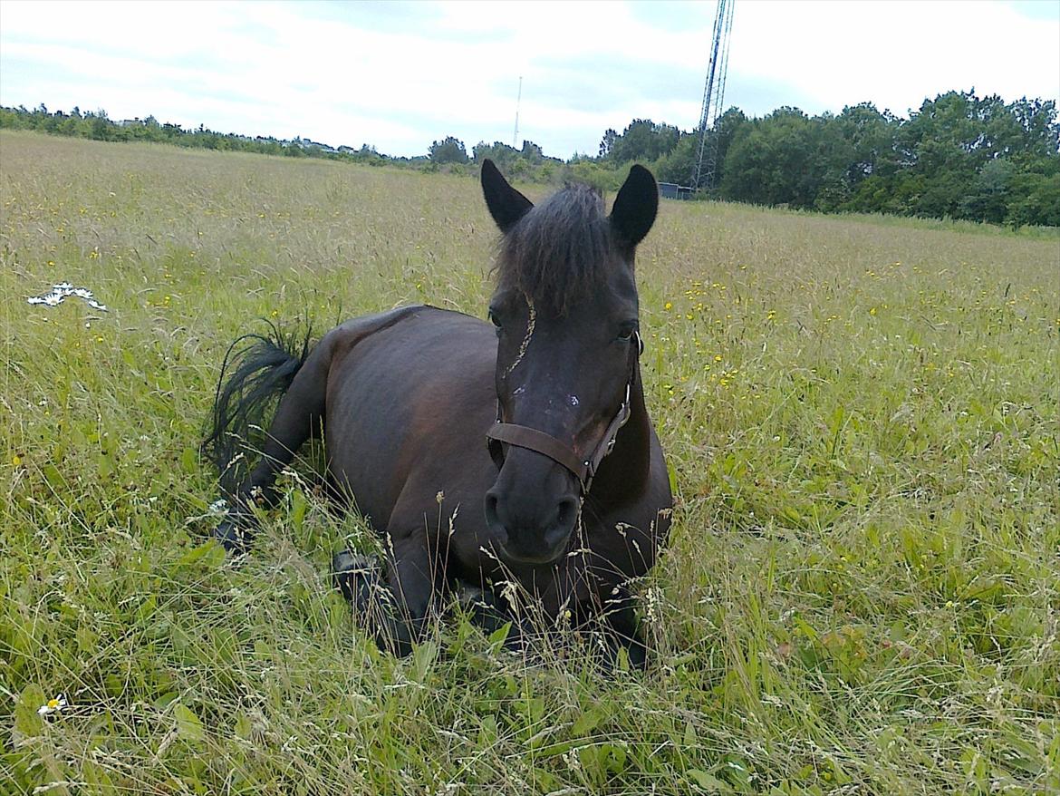 Anden særlig race Beauty part billede 17