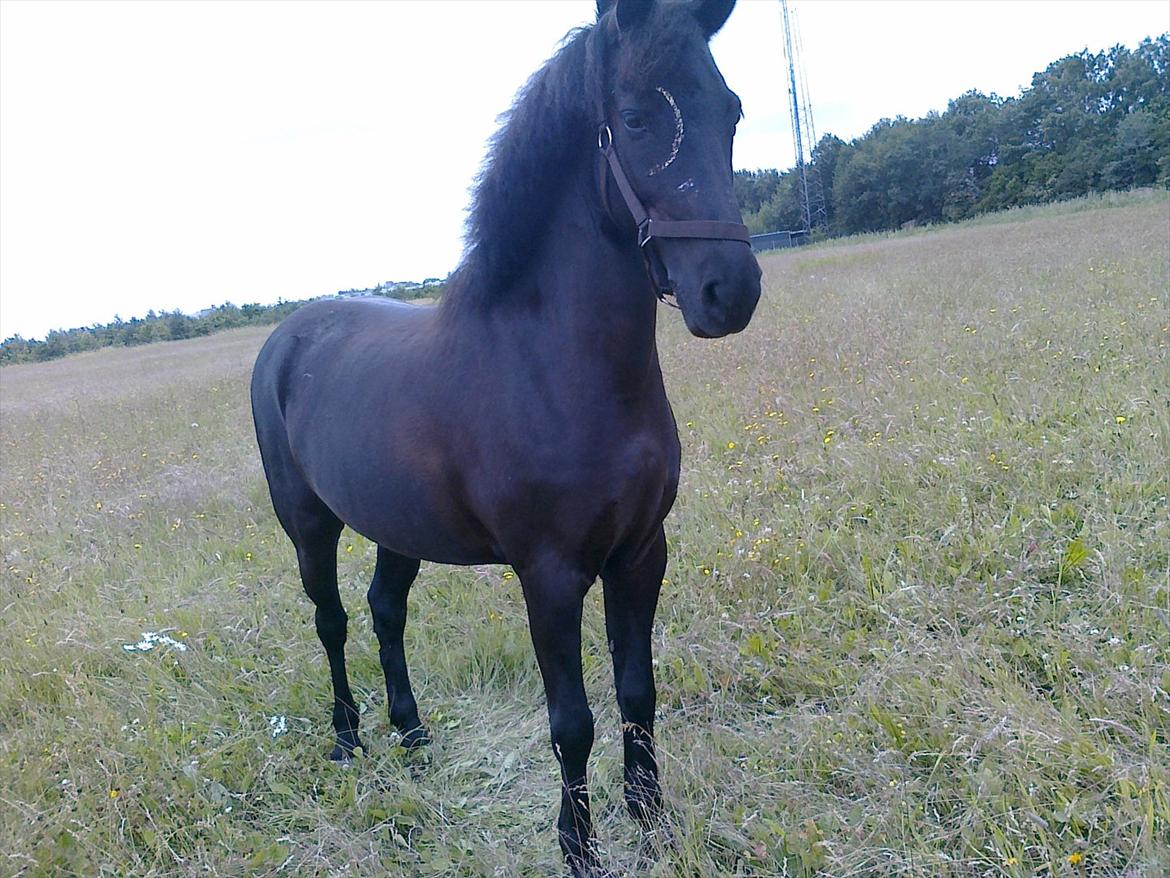 Anden særlig race Beauty part billede 18