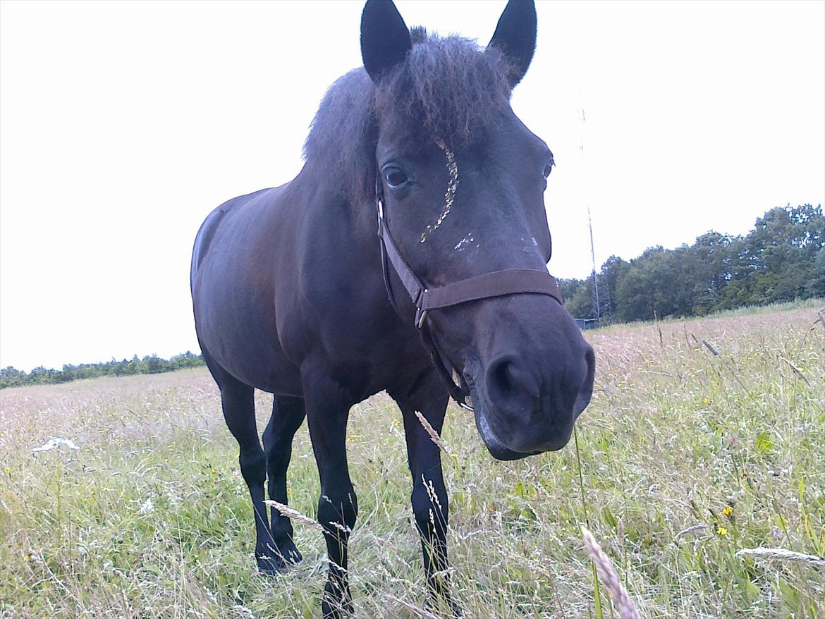 Anden særlig race Beauty part billede 19