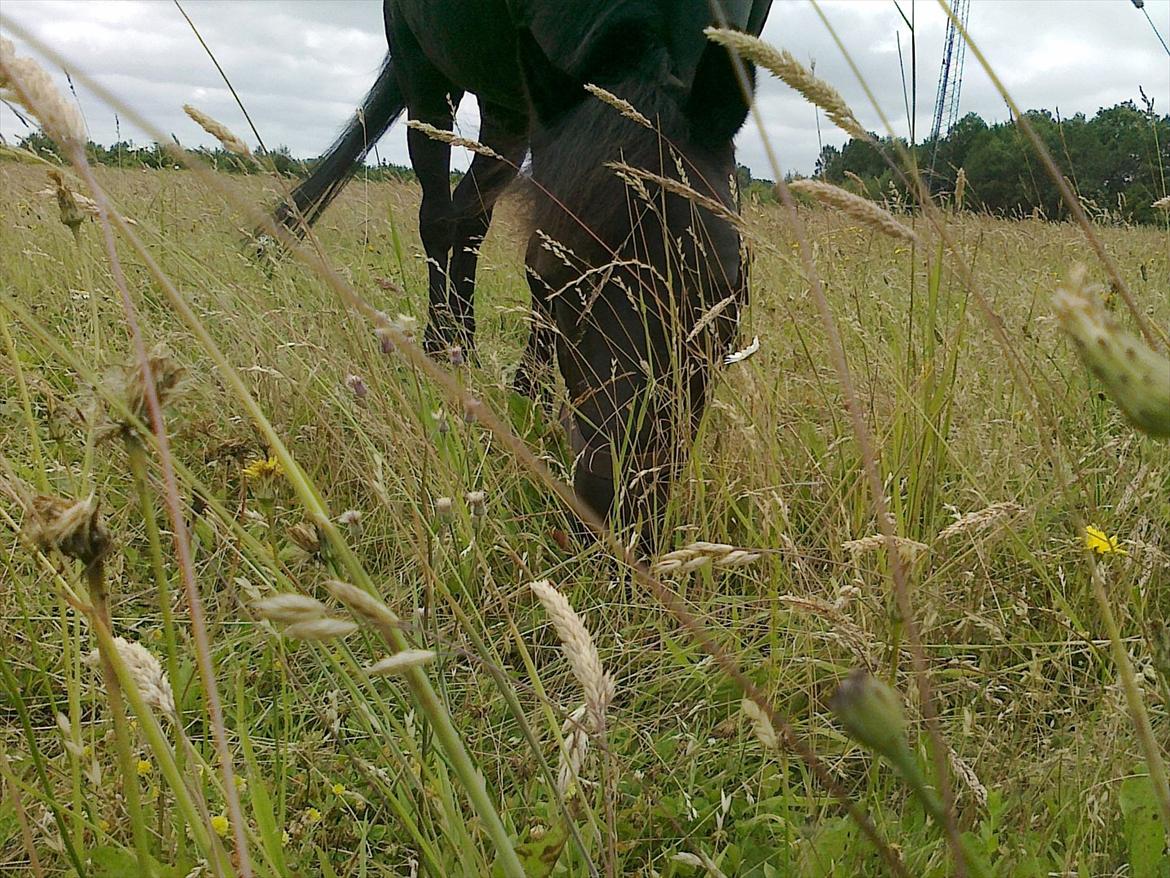 Anden særlig race Beauty part billede 20