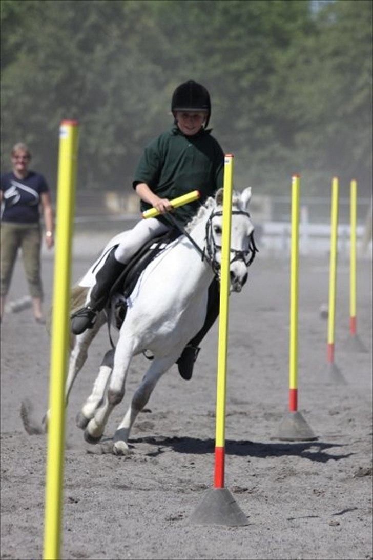 Welsh Mountain (sec A) Meadow's Whipster - Whipster til stævne:-) billede 10