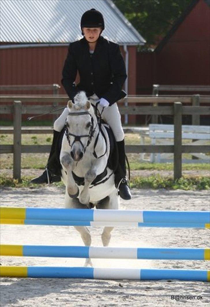 Welsh Mountain (sec A) Meadow's Whipster - Whipster til stævne:-) billede 13