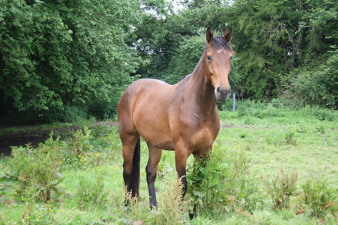 Dansk Varmblod Kanjo ! <3 billede 7