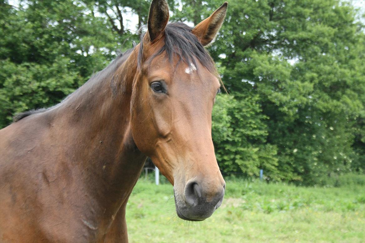 Dansk Varmblod Kanjo ! <3 billede 5