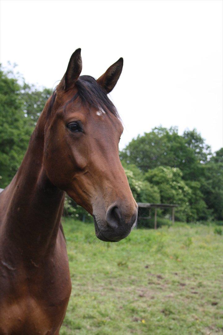 Dansk Varmblod Kanjo ! <3 billede 1