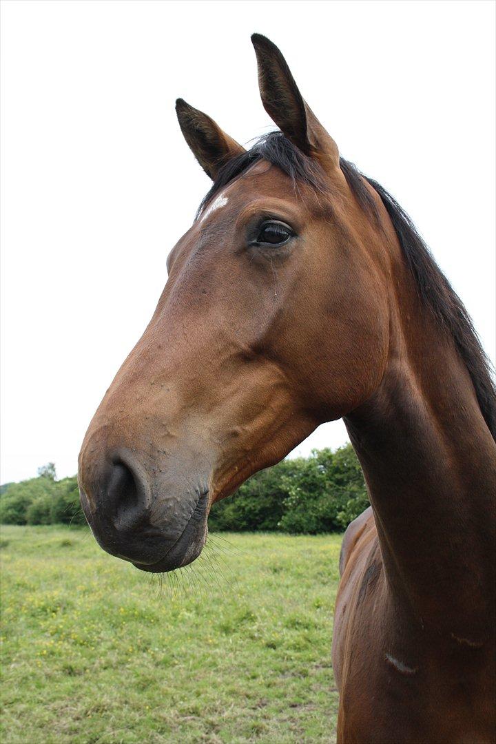 Dansk Varmblod Kanjo ! <3 billede 3