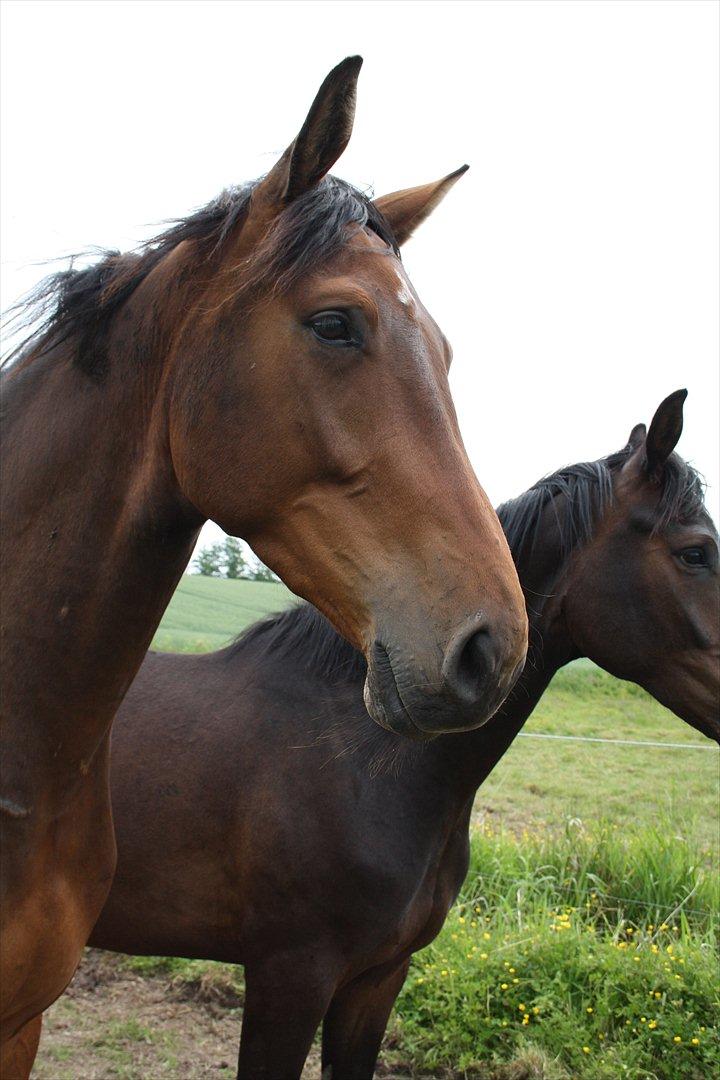 Dansk Varmblod Kanjo ! <3 billede 4