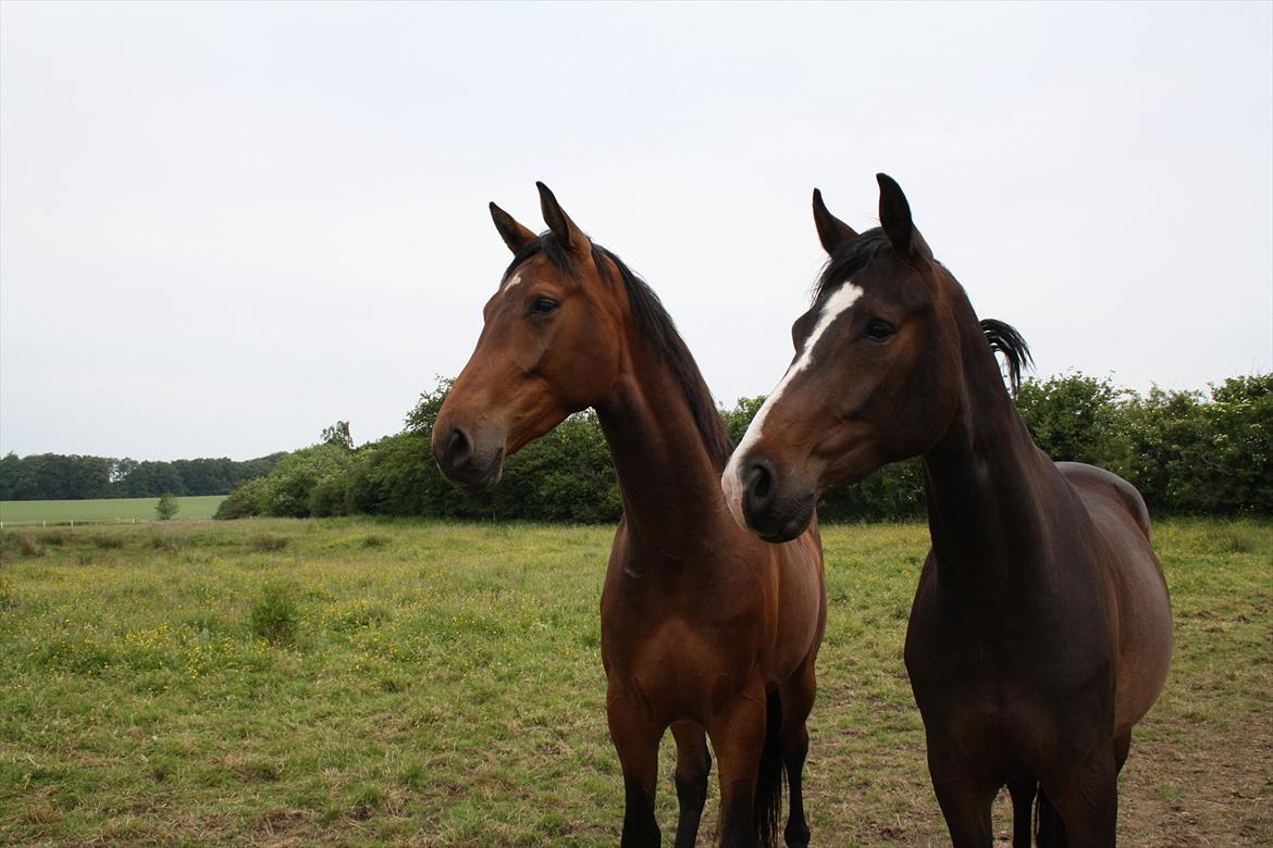 Dansk Varmblod Kanjo ! <3 billede 6