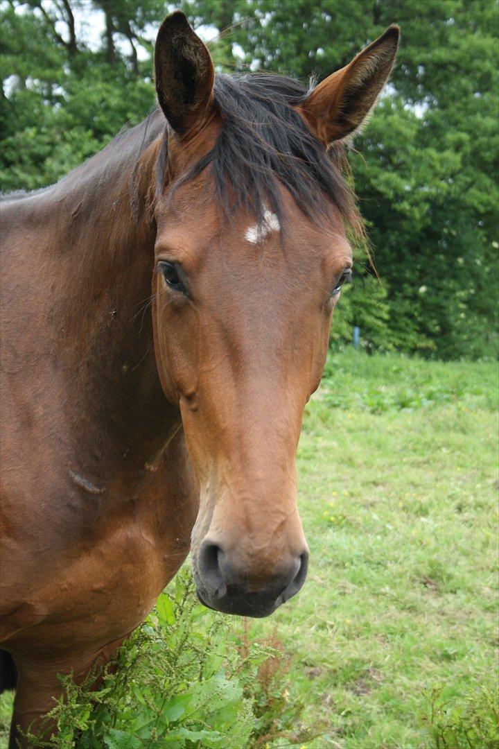 Dansk Varmblod Kanjo ! <3 billede 2