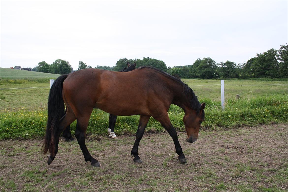 Dansk Varmblod Kanjo ! <3 billede 10