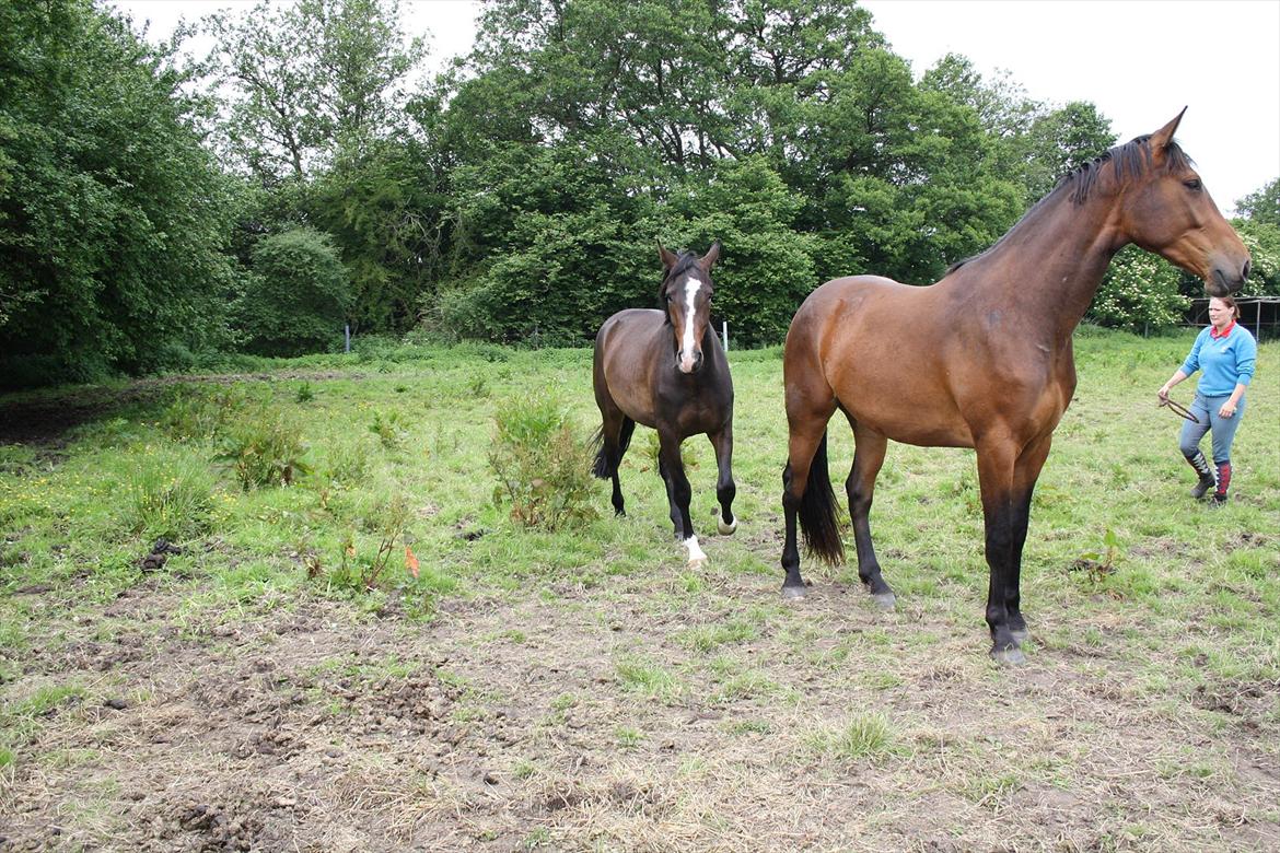 Dansk Varmblod Kanjo ! <3 billede 11