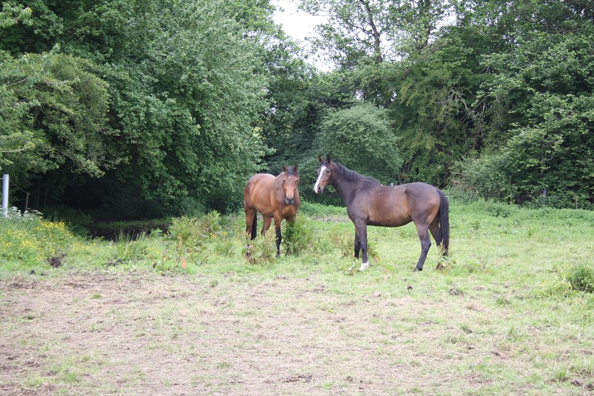 Dansk Varmblod Kanjo ! <3 billede 12