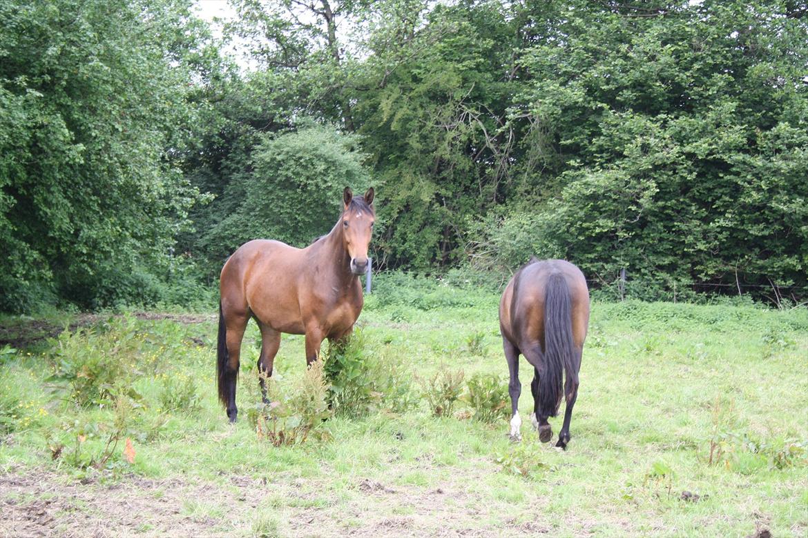 Dansk Varmblod Kanjo ! <3 billede 13