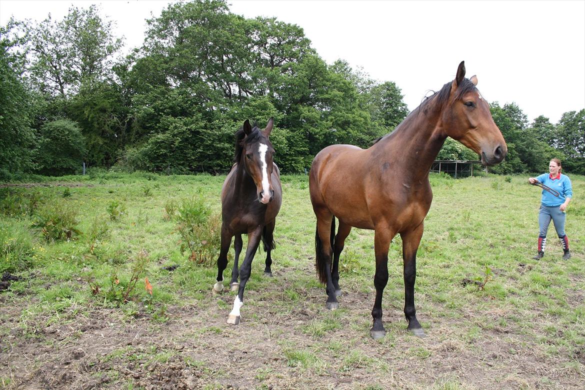 Dansk Varmblod Kanjo ! <3 billede 14