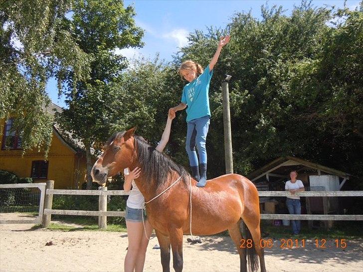 Anden særlig race | Sheran-  "Pomfritten"  - Søde Simone der står på Sheran en skøn dag på ridelejren :) billede 15